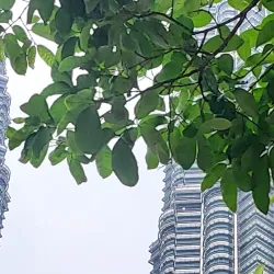 Langat River - Banting