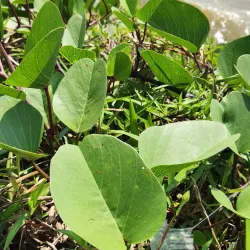 Pulau Carey - Banting