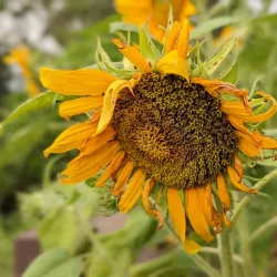 Saujana Hijau Eco Park - Banting