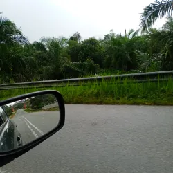 Sungai Tengi Forest Reserve - Batang Berjuntai