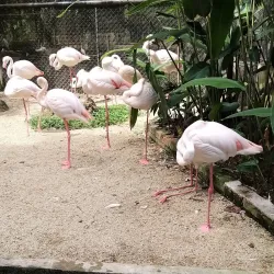 Penang Bird Park - Batu Kawan