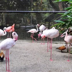 Penang Bird Park - Batu Kawan