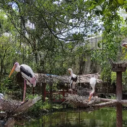 Penang Bird Park - Bayan Lepas