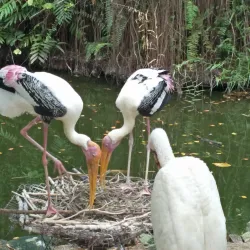 Penang Bird Park - Bayan Lepas