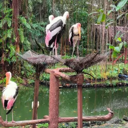 Penang Bird Park - Bayan Lepas