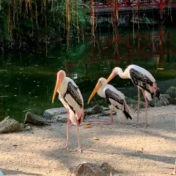 Penang Bird Park - Bayan Lepas