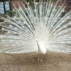 Penang Bird Park - Bayan Lepas