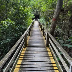 Lambir Hills National Park - Bintulu