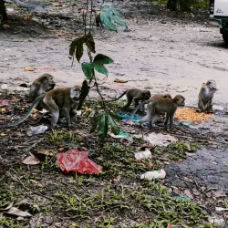 Bukit Mertajam Recreational Forest - Butterworth