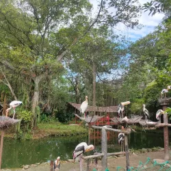 Penang Bird Park - Butterworth