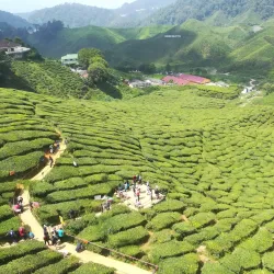Cameron Bharat Tea Estate - Cameron Highlands