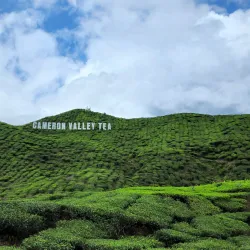 Cameron Bharat Tea Estate - Cameron Highlands