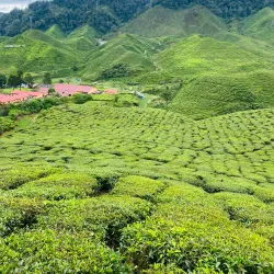 Cameron Bharat Tea Estate - Cameron Highlands