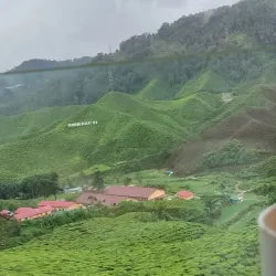 Cameron Bharat Tea Estate - Cameron Highlands