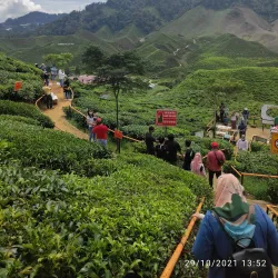 Cameron Bharat Tea Estate - Cameron Highlands