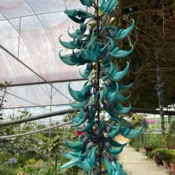 Cameron Butterfly Garden - Cameron Highlands