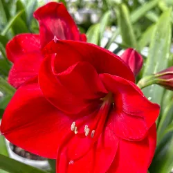 Cameron Butterfly Garden - Cameron Highlands