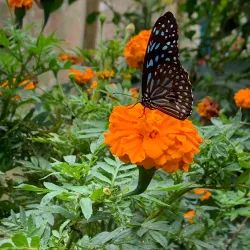 Cameron Butterfly Garden - Cameron Highlands