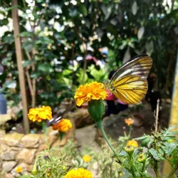 Cameron Butterfly Garden - Cameron Highlands