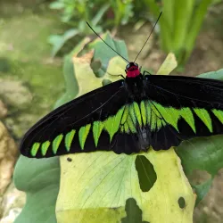 Cameron Butterfly Garden - Cameron Highlands