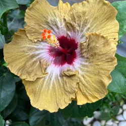 Cameron Butterfly Garden - Cameron Highlands