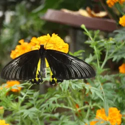 Cameron Butterfly Garden - Cameron Highlands