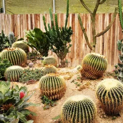 Cameron Butterfly Garden - Cameron Highlands