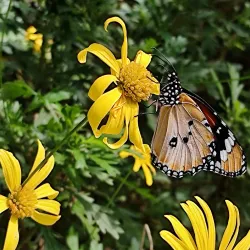 Cameron Butterfly Garden - Cameron Highlands