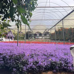 Cameron Lavender Garden - Cameron Highlands