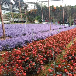 Cameron Lavender Garden - Cameron Highlands