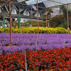 Cameron Lavender Garden - Cameron Highlands
