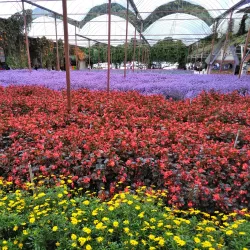 Cameron Lavender Garden - Cameron Highlands