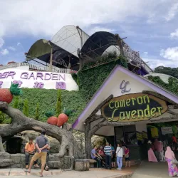 Cameron Lavender Garden - Cameron Highlands