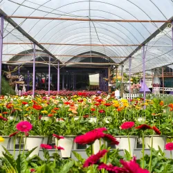 Cameron Lavender Garden - Cameron Highlands