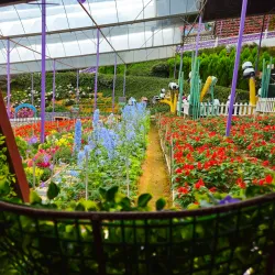 Cameron Lavender Garden - Cameron Highlands