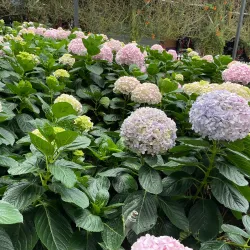 Cameron Lavender Garden - Cameron Highlands