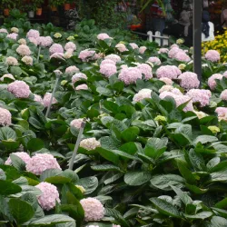 Cameron Lavender Garden - Cameron Highlands