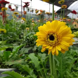 Cameron Lavender Garden - Cameron Highlands