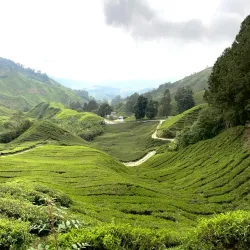 Gunung Brinchang - Cameron Highlands