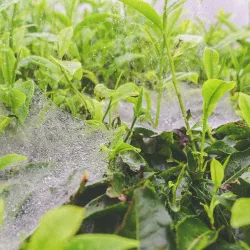 Gunung Brinchang - Cameron Highlands