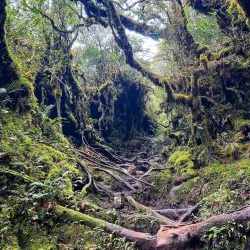 Mossy Forest - Cameron Highlands