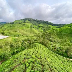 Mossy Forest - Cameron Highlands
