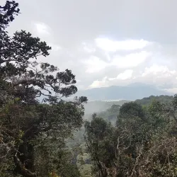 Mossy Forest - Cameron Highlands