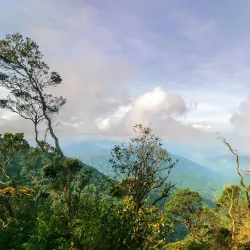 Mossy Forest - Cameron Highlands
