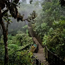 Mossy Forest - Cameron Highlands