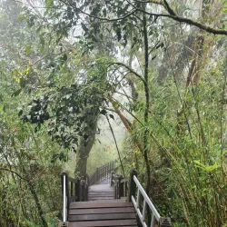 Mossy Forest - Cameron Highlands