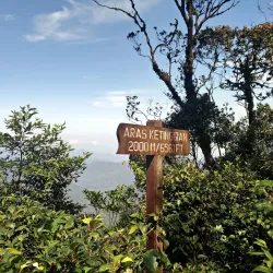 Mossy Forest - Cameron Highlands