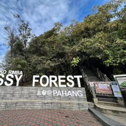 Mossy Forest - Cameron Highlands