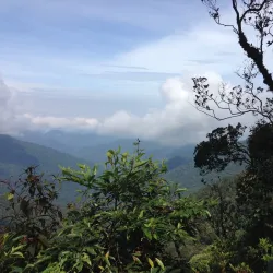 Mossy Forest - Cameron Highlands