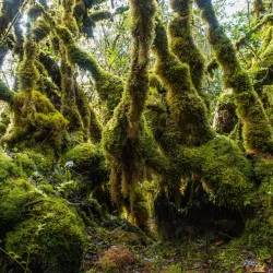Mossy Forest - Cameron Highlands